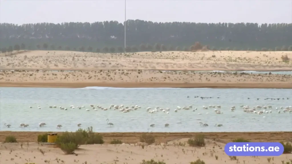 Al Wathba Wetland Reserve