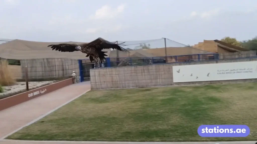 Kalba Bird of Prey Centre
